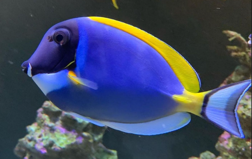 Blue tang - diet, habits, behavior and characteristics