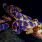 Blueringed Octopus - appearance, physical features, diet and habitat