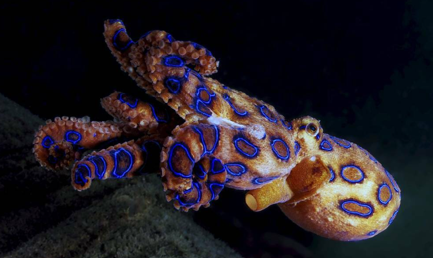 Top 10 Facts about Blue-Ringed Octopus