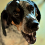 Bluetick Coonhound - body characteristics and features