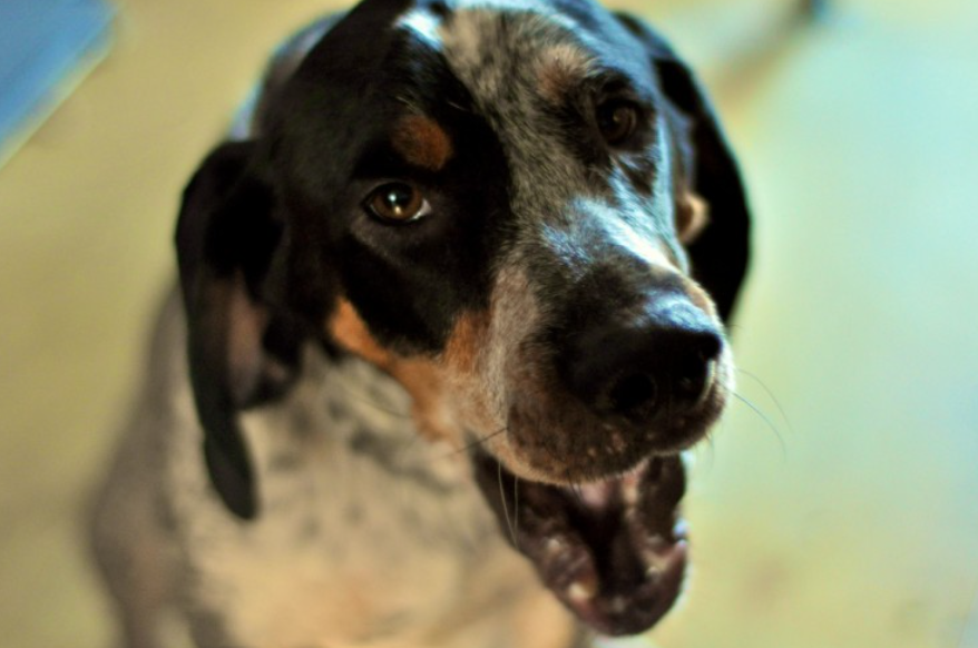 Bluetick Coonhound - body characteristics and features