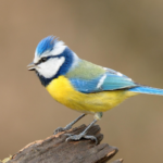 Bluetit Bird - appearance, physical features, diet and habitat