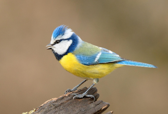 Bluetit Bird - appearance, physical features, diet and habitat