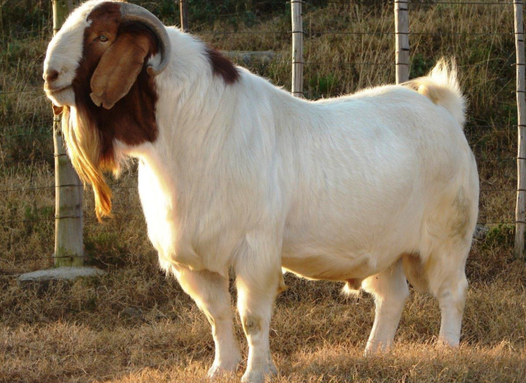 Boer goat - appearance, physical features, diet and habitat