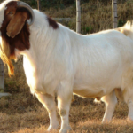 Boer goat - appearance, physical features, diet and habitat
