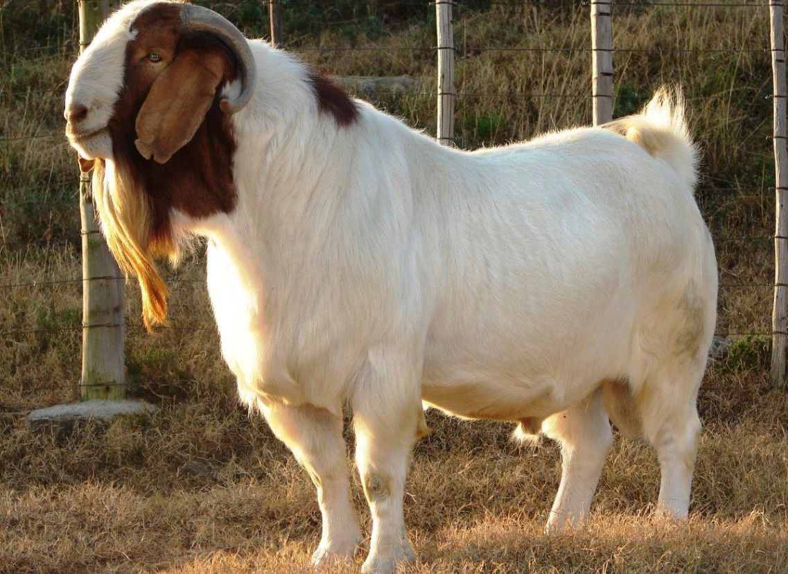 Top 10 Facts about Boer Goat