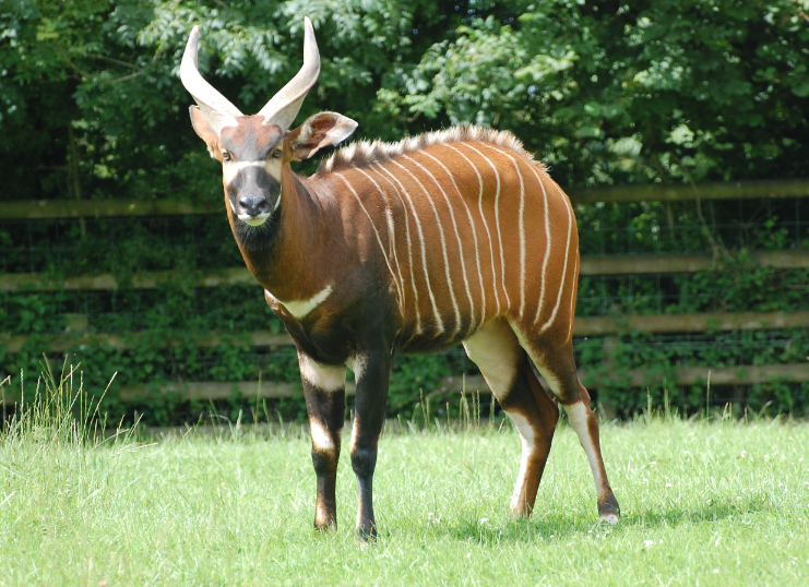 Top 10 Facts about Bongo Antelope