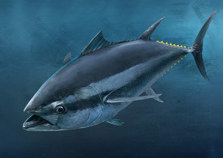 Bonito fish – Appearance, Diet And Habitat