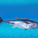 Bonito fish – reproduction, Diet And behaviour