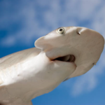 Bonnet head shark fish - diet, habitat and behaviour