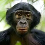 Bonobo living – Appearance, Diet And Habitat