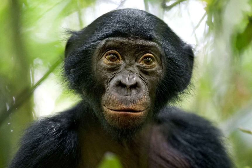 Top 10 Facts about Bonobo primates