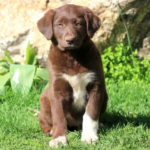 Borador – Appearance, Diet And Habitat