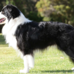 Border colie - appearance, diet and nature