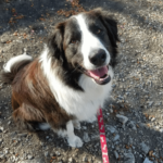 Border collie Mix: diet, mating and behaviour