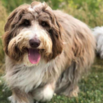 bordoodle dog - features, appearance, diet and behaviour