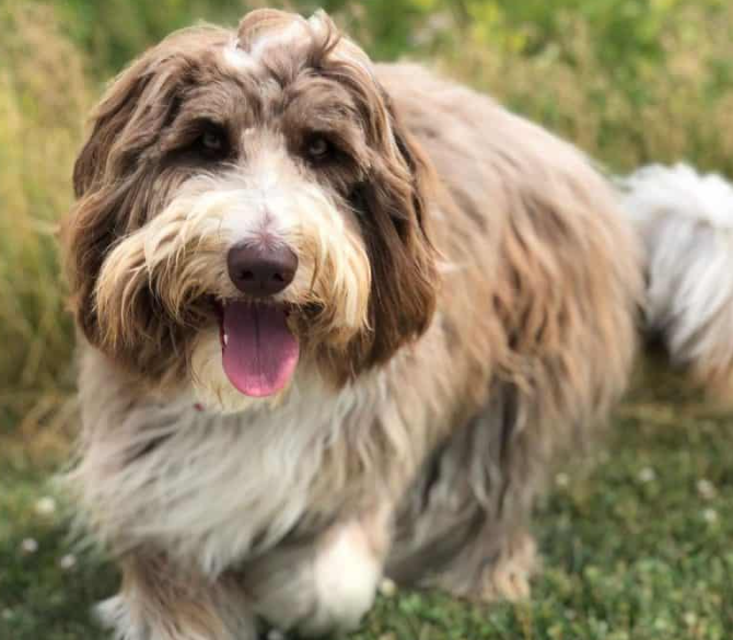 bordoodle dog - features, appearance, diet and behaviour