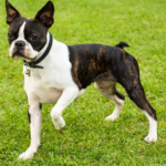 Boston Terrier - appearance, diet and nature
