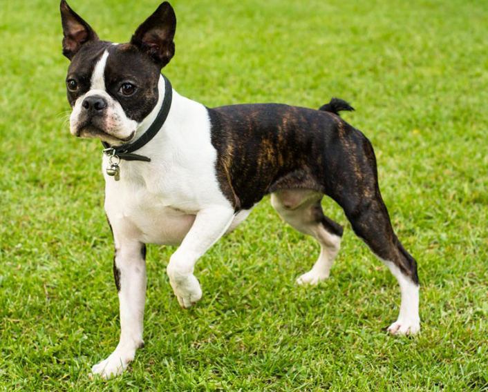 Boston Terrier - appearance, diet and nature