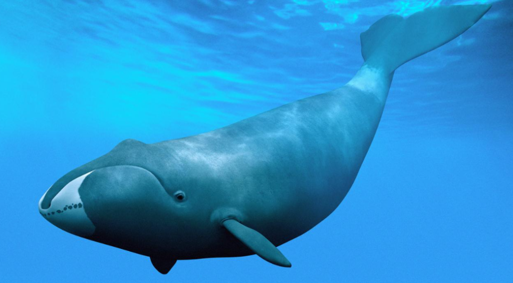 Bowhead whale - features, appearance, diet and behaviour