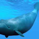 Bowhead whale - features, appearance, diet and behaviour