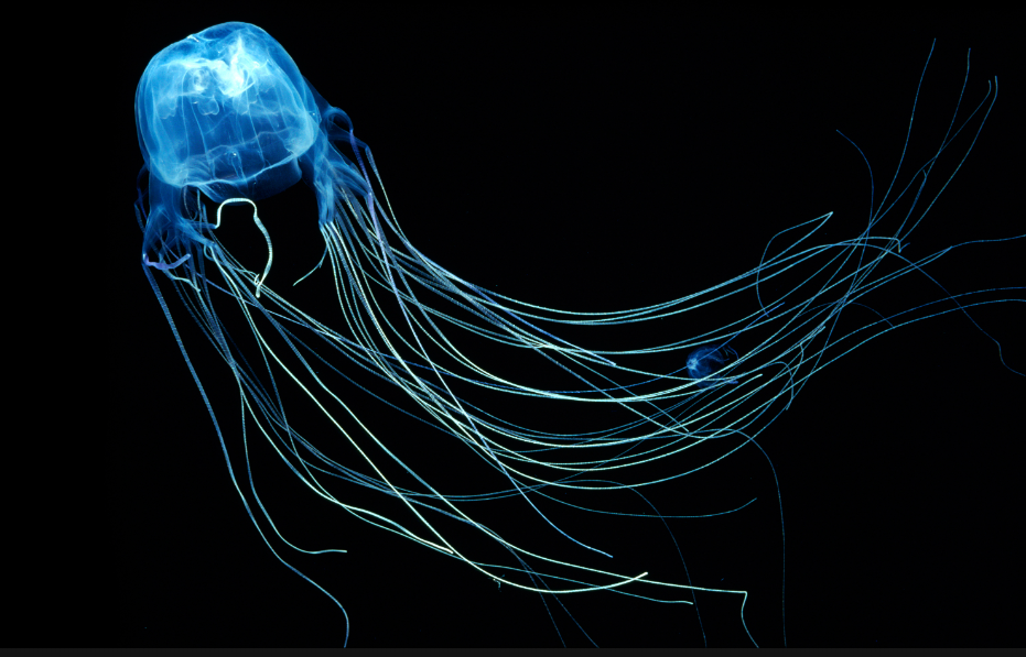 Box jellyfish: diet, habits, behaviour and characteristics