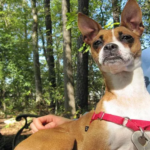 Boxachi dog animal appearance features