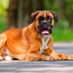 Boxer Dog: body characteristics and features