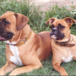 Boxweiler diet, appearance, and features