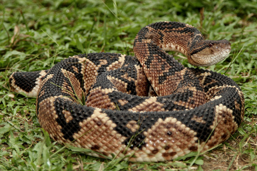 Bushmaster Snake facts and features