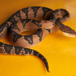 Bushmaster Snake physical features and habitat