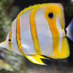 Butterfly fish - appearance, physical features, diet and habitat
