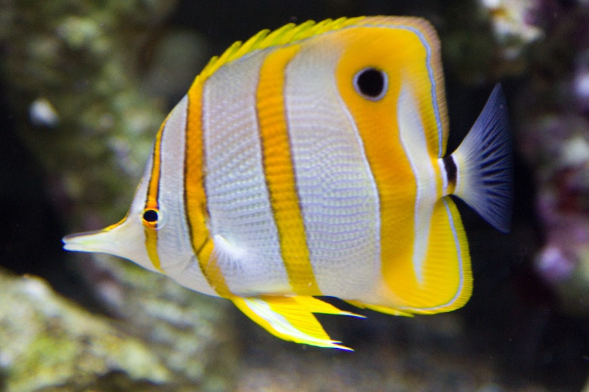 Top 10 Facts about Butterfly Fish