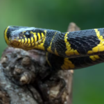 Facts about Boiga – Appearance, Diet And Habitat