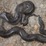 Facts about Bolivian Anaconda - Appearance, Diet And Habitat