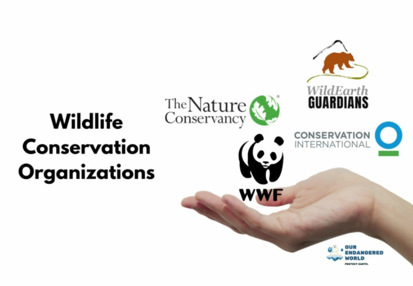 Non-governmental organisations in Wildlife Care