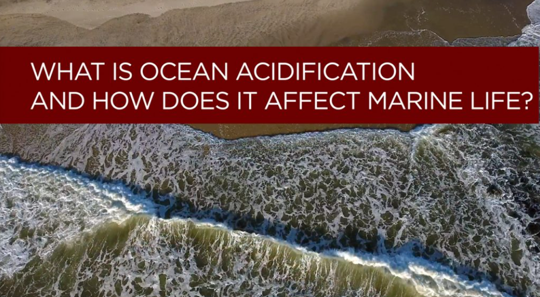 Ocean Acidification affects animals