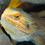 bearded dragon - diet, habits, behavior and characteristics
