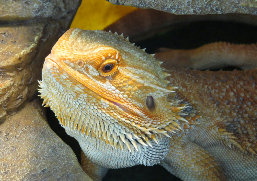 bearded dragon - diet, habits, behavior and characteristics