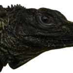 black dragon lizard diet, appearance and characteristics