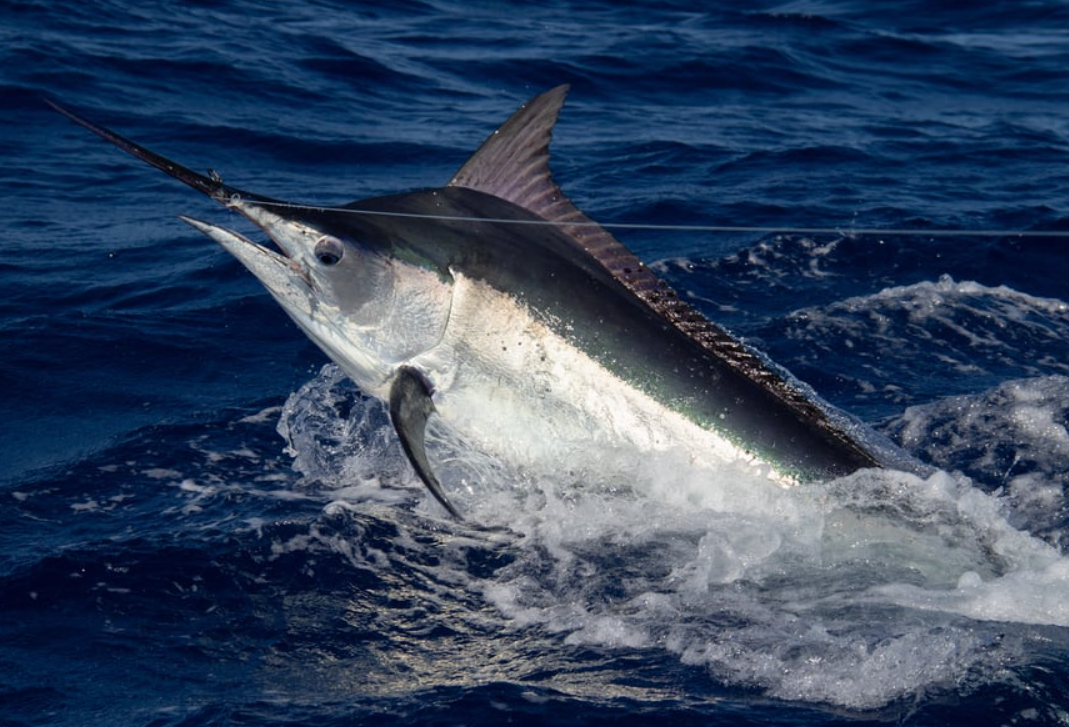 black marlin facts and features