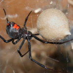 black widow spider body characteristics and features