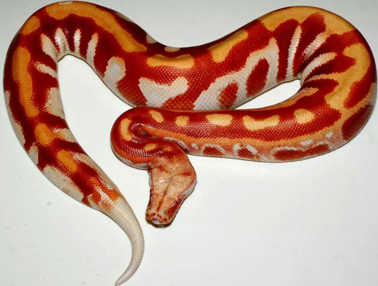Top 10 Facts about Blood Python Snake