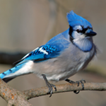 blue jay bird body characteristics and features