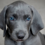 blue lacy dog animal appearance features