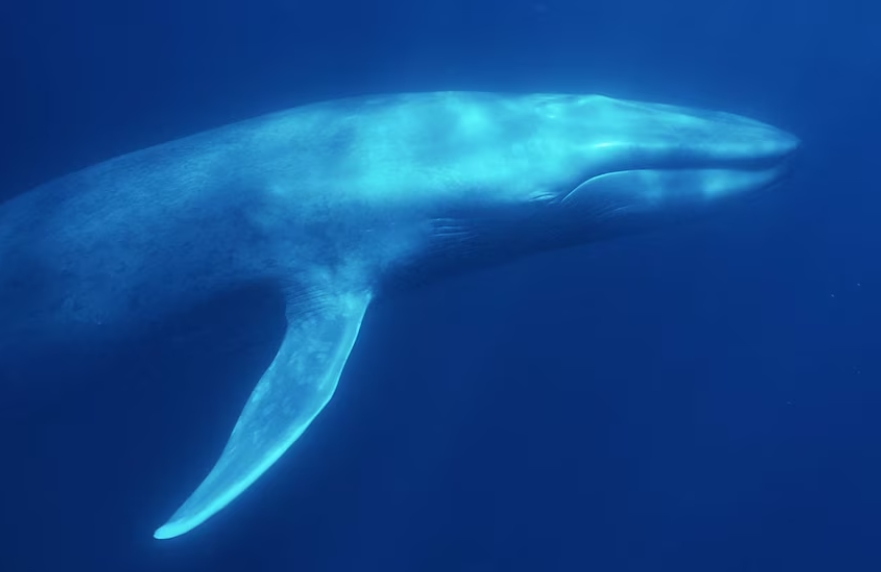 Top 10 Facts about Blue Whale