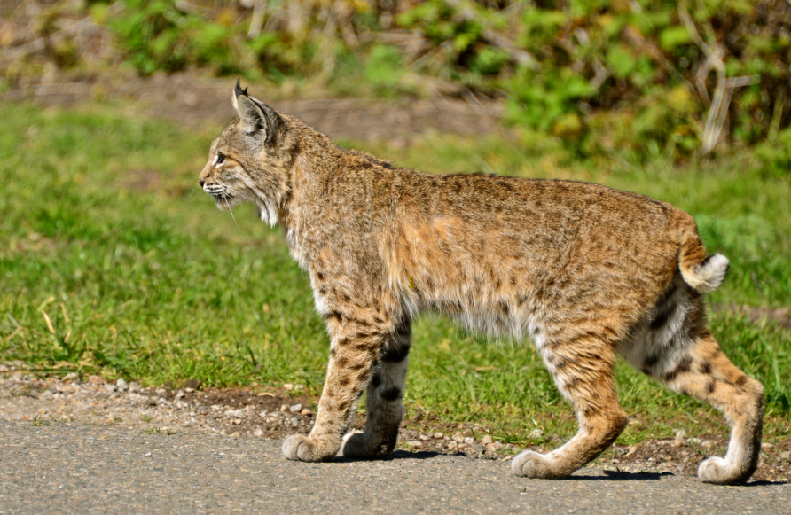 bobcat habitat and distribution