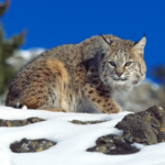 bobcats life and behaviour