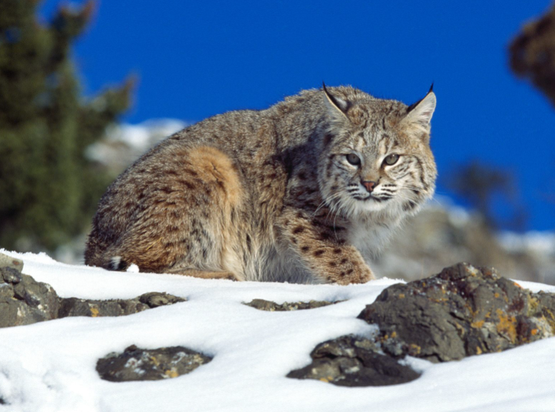 Top 10 Facts About Bobcats