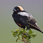 bobolink appearance habitat